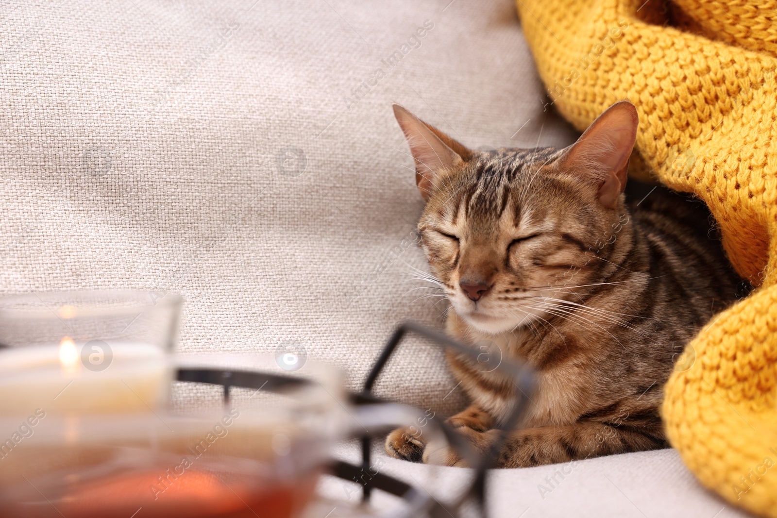 Photo of Cute Bengal cat lying near tray with tea on sofa at home. Adorable pet