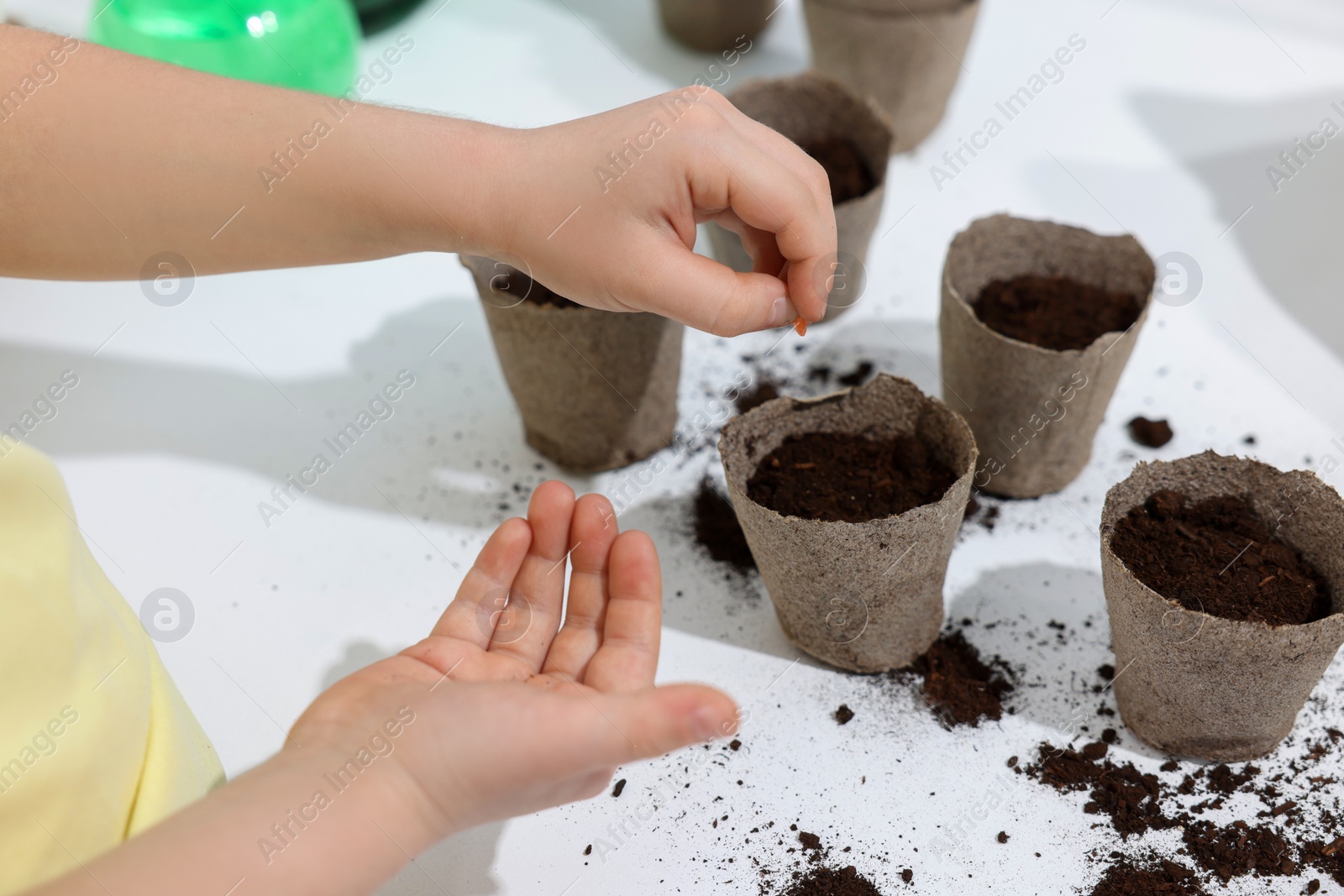 Photo of Little girl planting vegetable seeds into peat pots with soil at white table, closeup