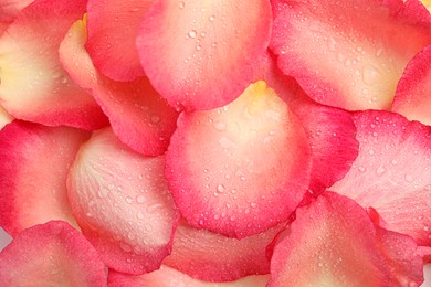 Pile of fresh pink rose petals with water drops as background, top view