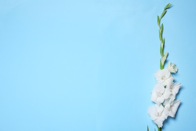 Photo of Beautiful white gladiolus flowers on blue background, top view. Space for text