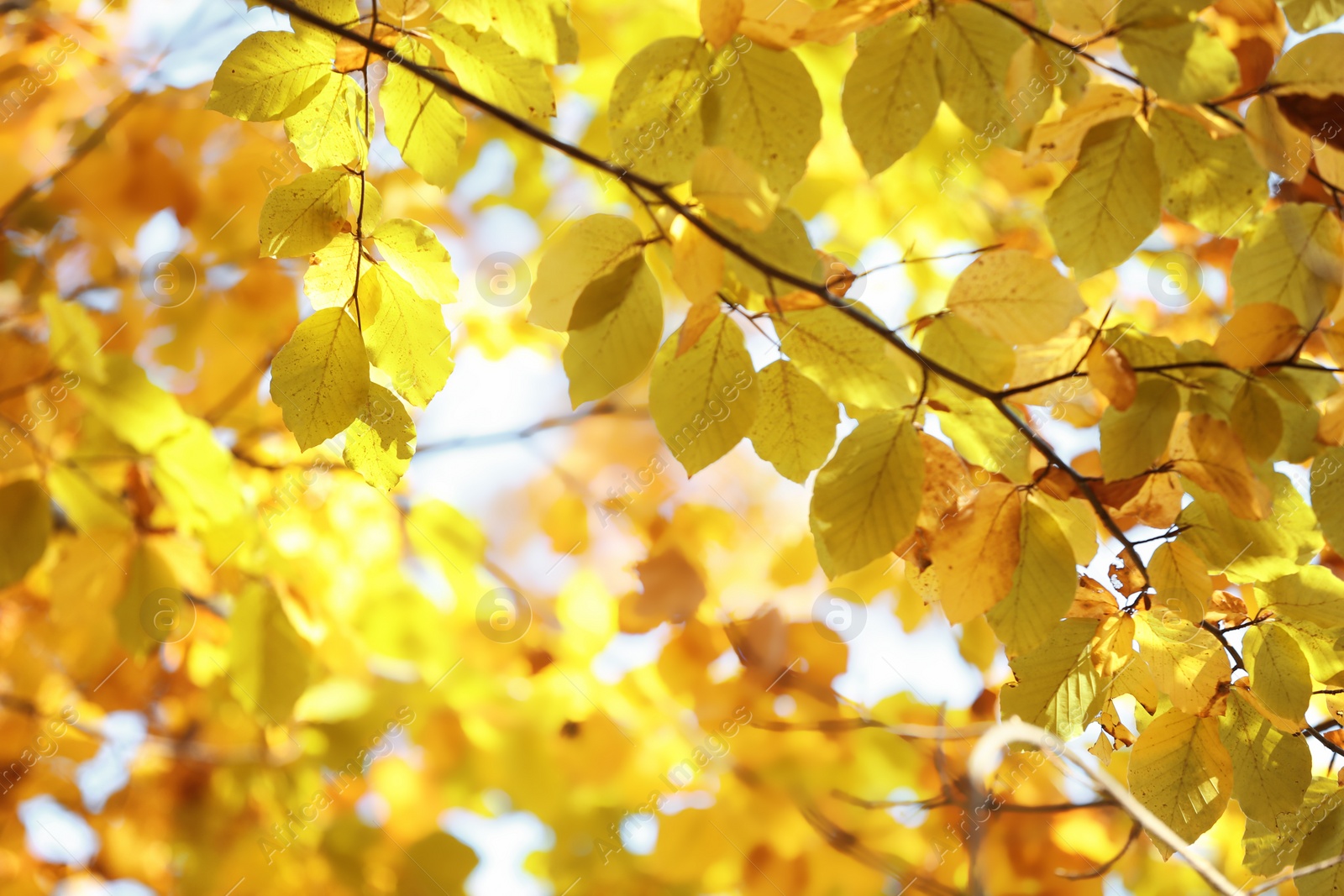 Photo of Tree twigs with autumn leaves on blurred background. Space for text