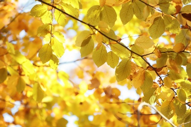 Tree twigs with autumn leaves on blurred background. Space for text