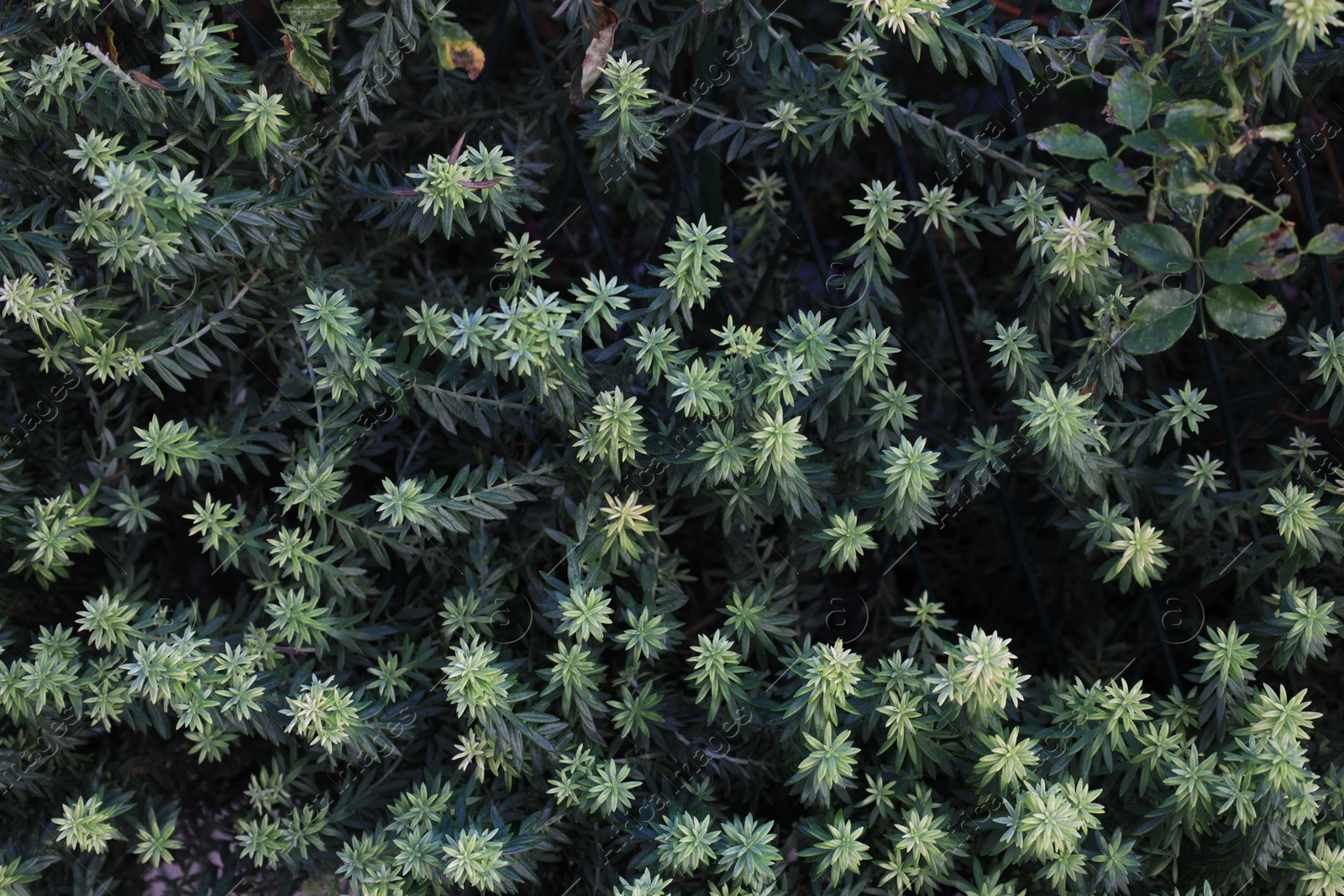 Photo of Beautiful green branches of conifer plant outdoors, top view