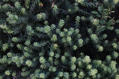 Photo of Beautiful green branches of conifer plant outdoors, top view