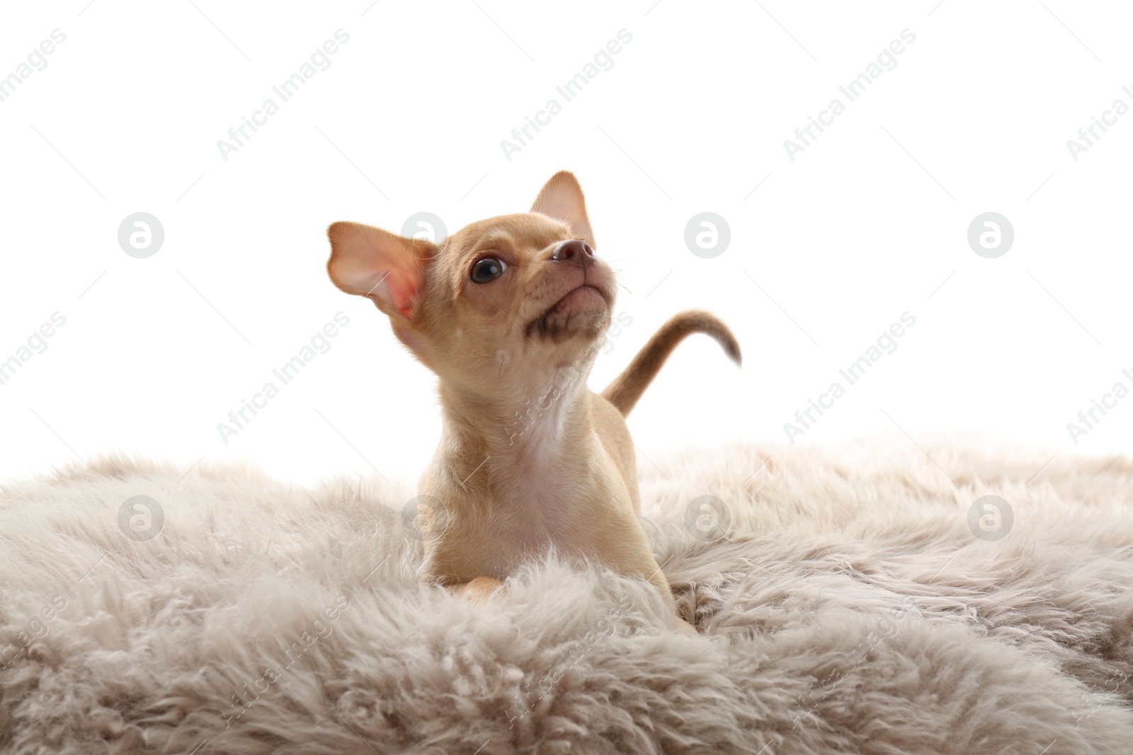 Photo of Cute Chihuahua puppy on faux fur. Baby animal