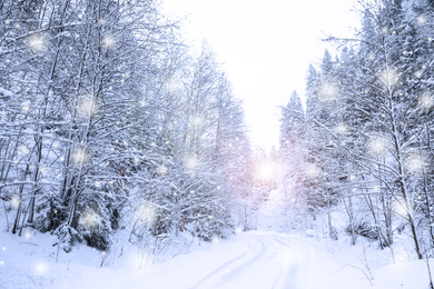 Picturesque view of road near snowy forest on winter day