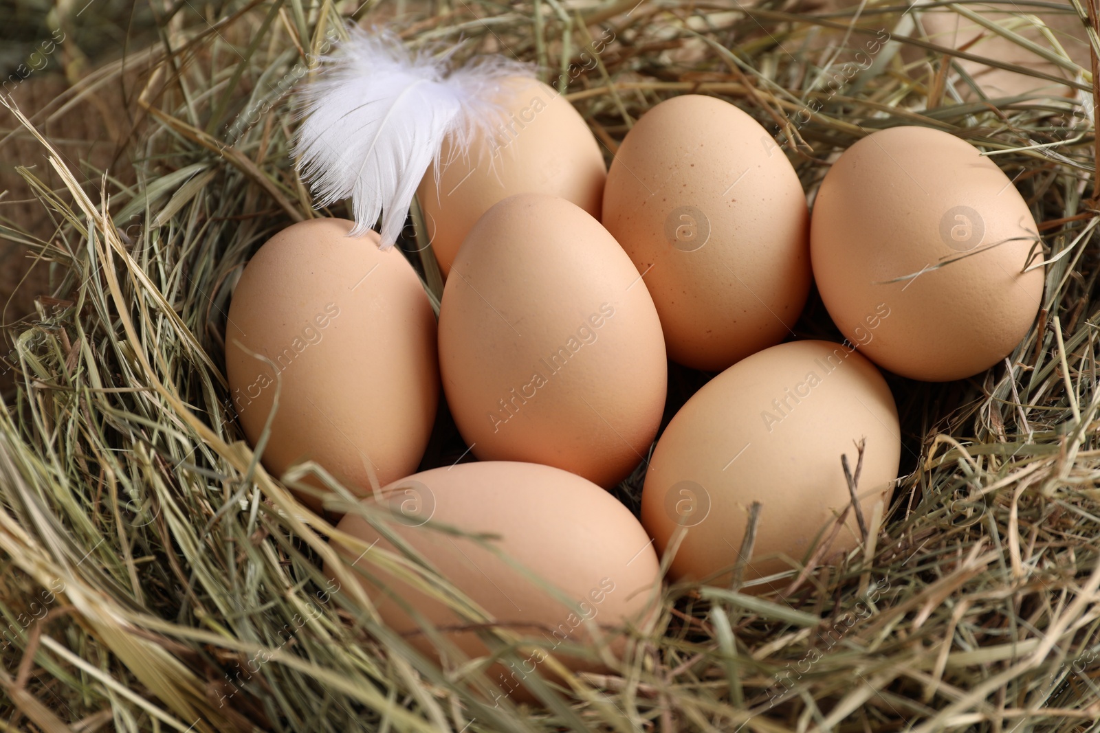 Photo of Fresh raw chicken eggs in nest, closeup