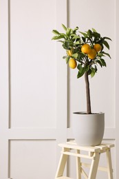Idea for minimalist interior design. Small potted lemon tree with fruits on stand near light wall