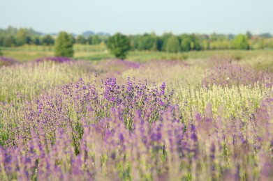 Photo of Beautiful view of blooming lavender growing in field