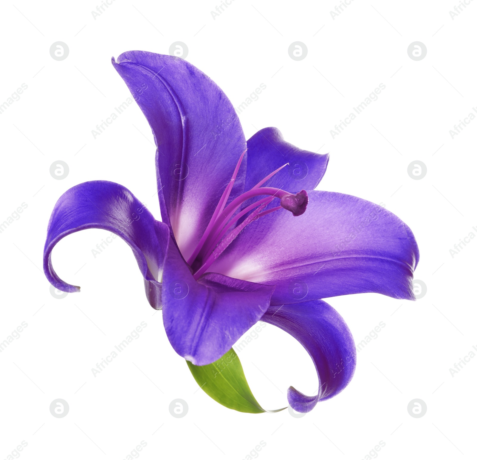 Image of Amazing violet lily flower isolated on white