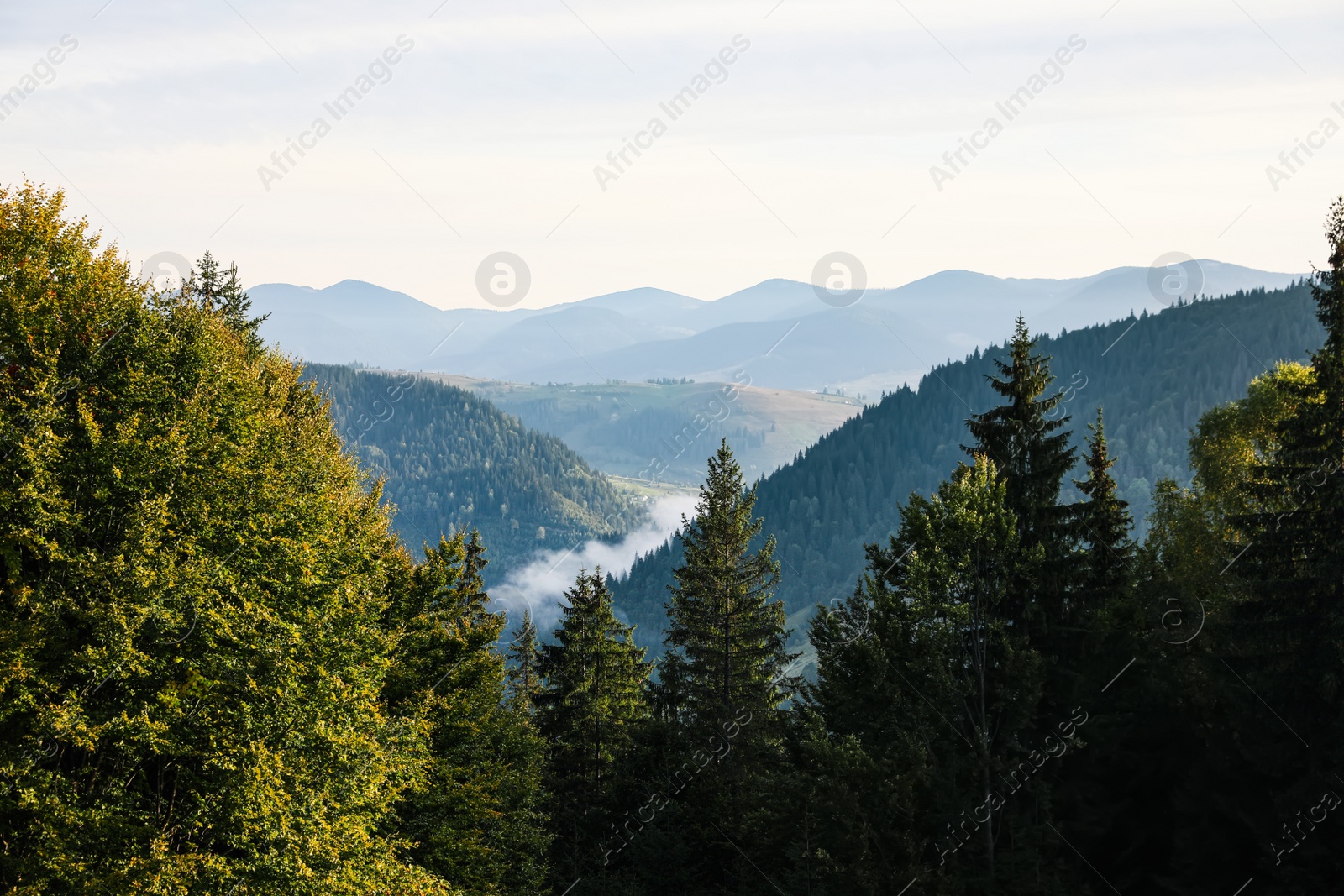 Photo of Beautiful mountain landscape with forest in morning