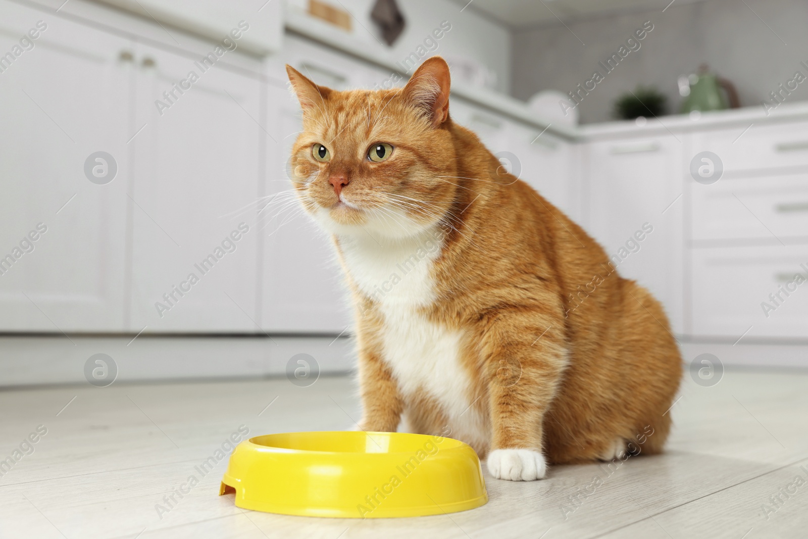 Photo of Cute ginger cat near feeding bowl in kitchen. Space for text