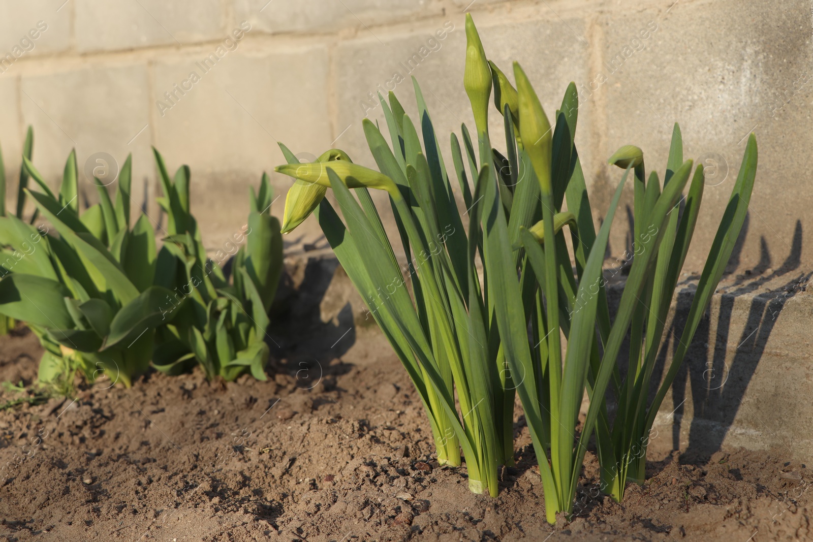 Photo of Daffodil plants growing in garden on sunny day