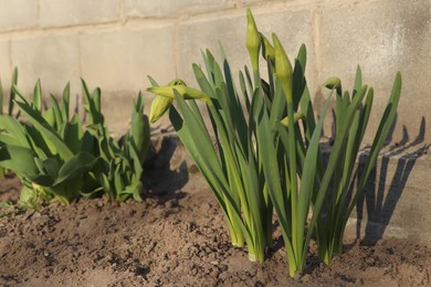 Photo of Daffodil plants growing in garden on sunny day