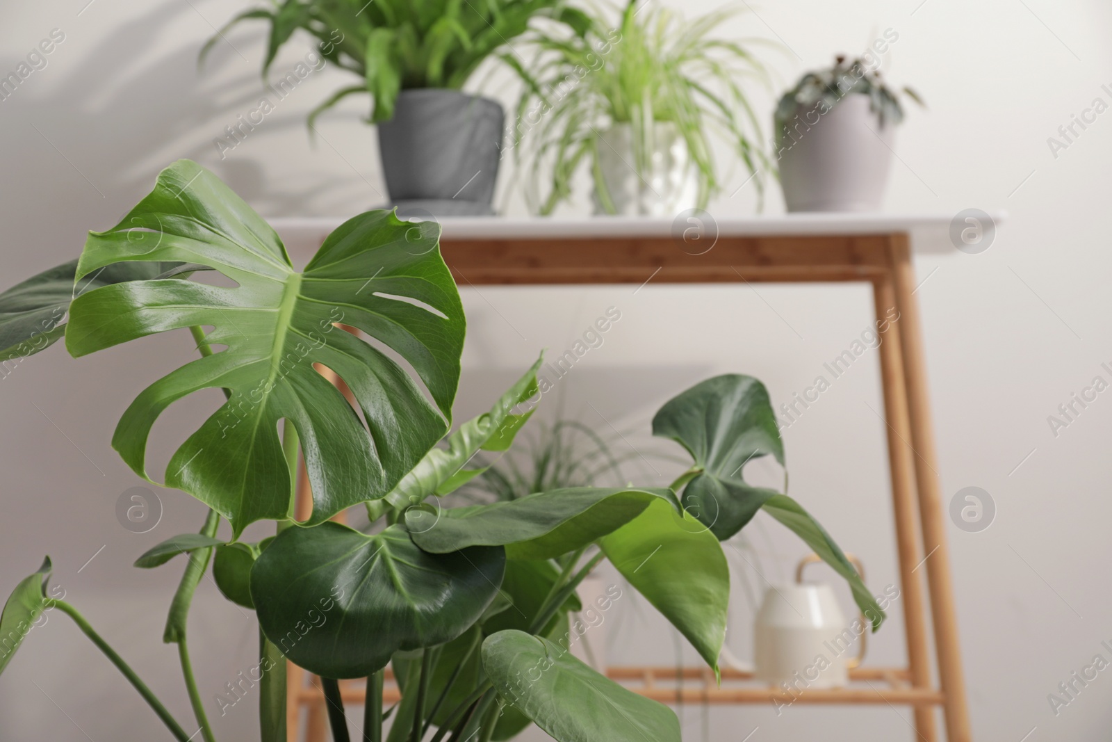 Photo of Beautiful green houseplant indoors, space for text