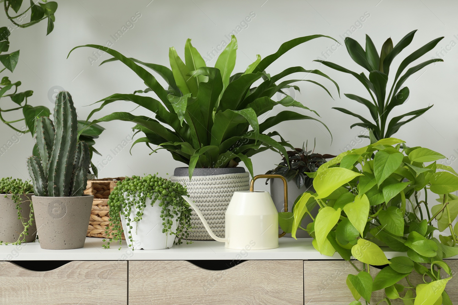 Photo of Many green potted houseplants on table near white wall