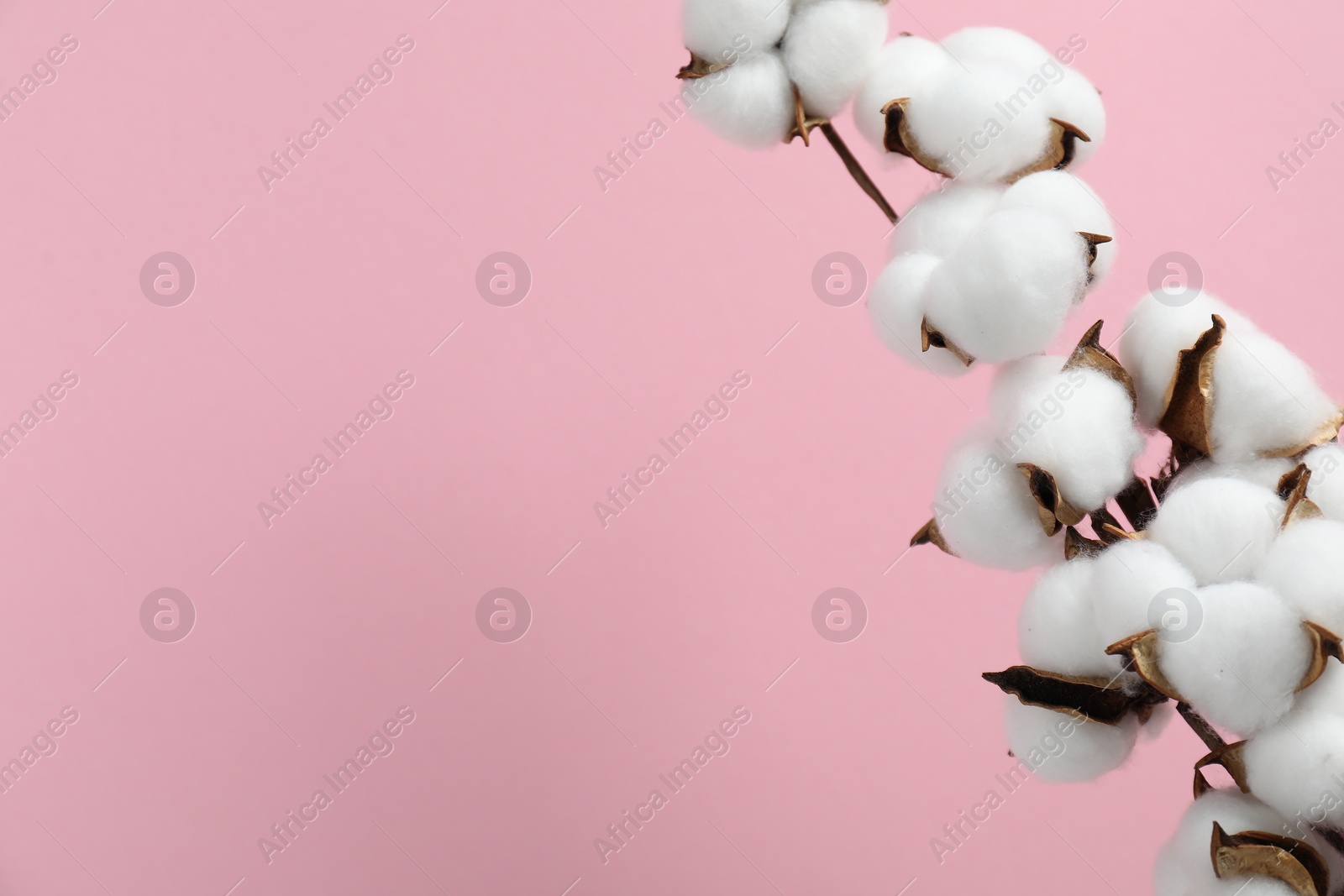 Photo of Beautiful cotton branch with fluffy flowers on pink background, space for text