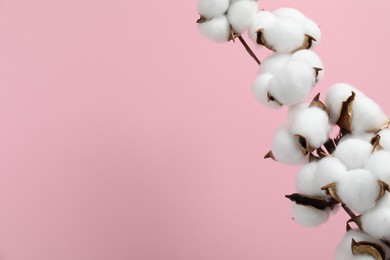 Beautiful cotton branch with fluffy flowers on pink background, space for text