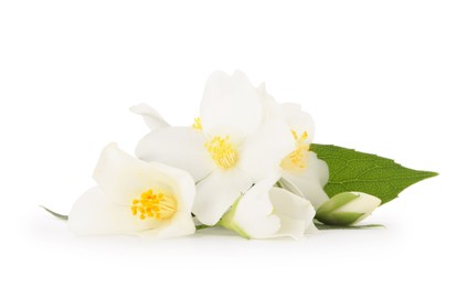 Photo of Branch of jasmine flowers and leaves isolated on white