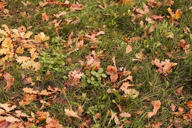 Fallen autumn leaves on green grass outdoors