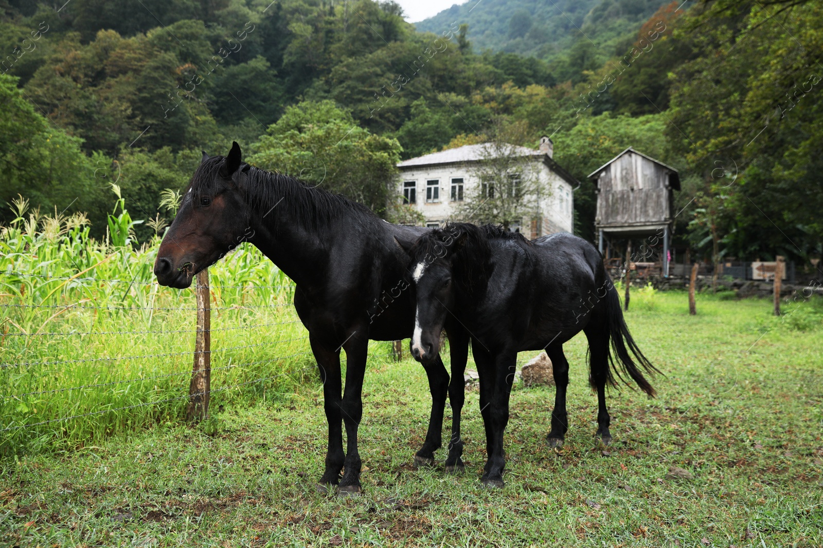 Photo of Two beautiful black horses grazing near corn field outdoors