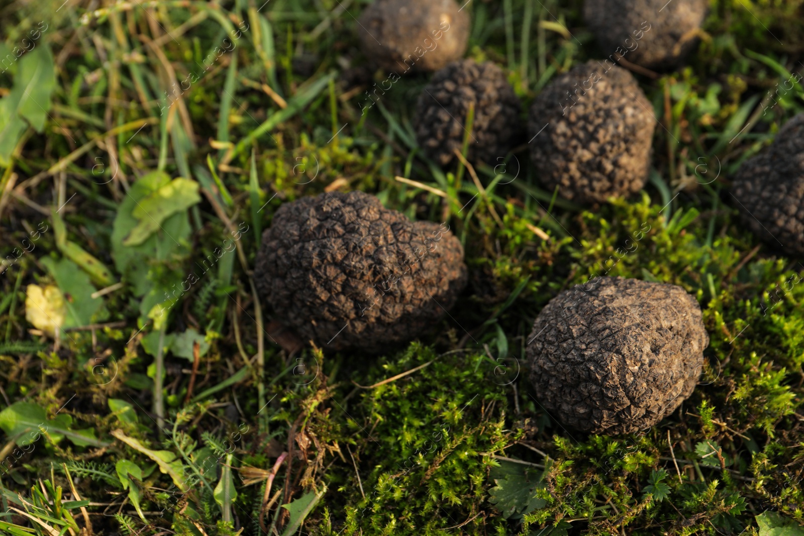 Photo of Fresh truffles on green grass, closeup view