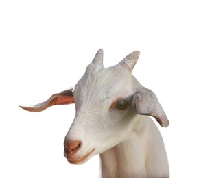 Image of Cute goat isolated on white. Farm animal