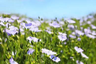 Closeup view of beautiful blooming flax field