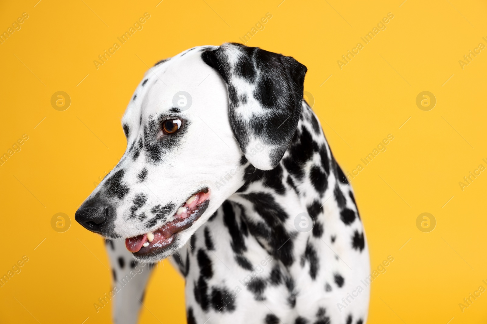 Photo of Adorable Dalmatian dog on yellow background. Lovely pet