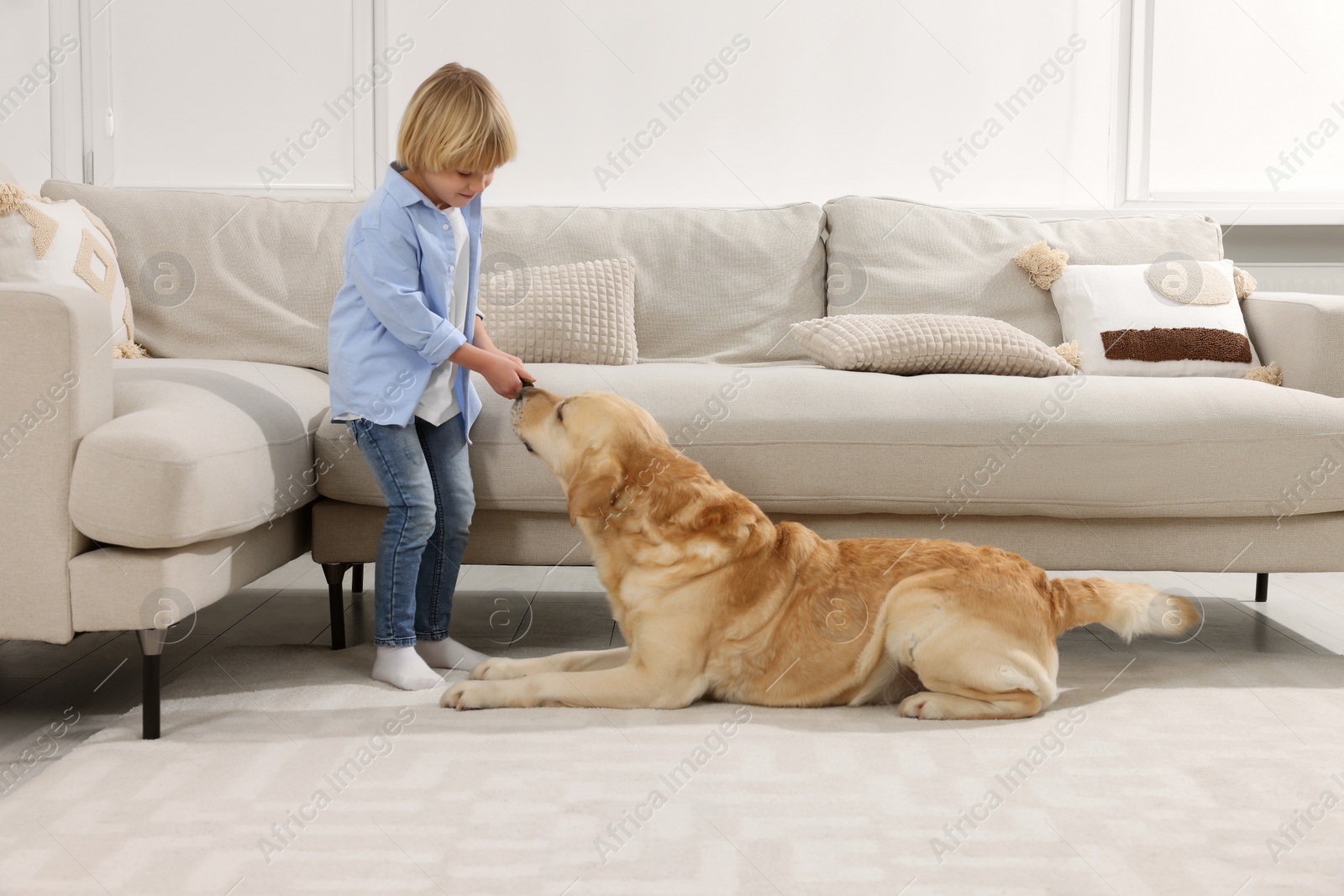 Photo of Cute little child with Golden Retriever on floor at home. Adorable pet