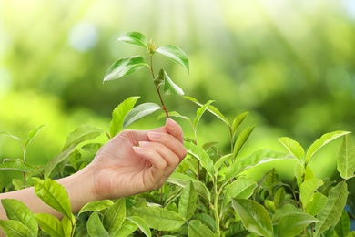 Image of Tea plantation. Woman holding twig with fresh green leaves, closeup