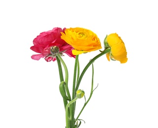 Photo of Beautiful spring ranunculus flowers isolated on white