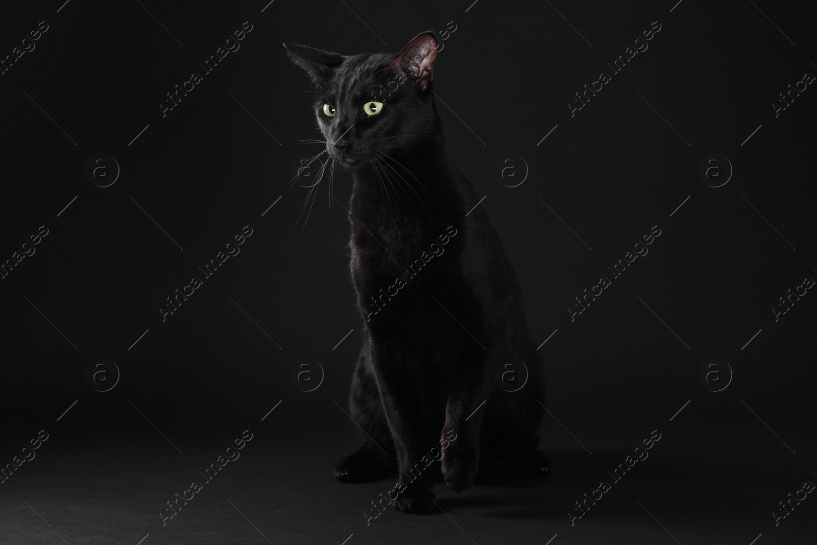 Photo of Adorable cat with green eyes on black background. Lovely pet