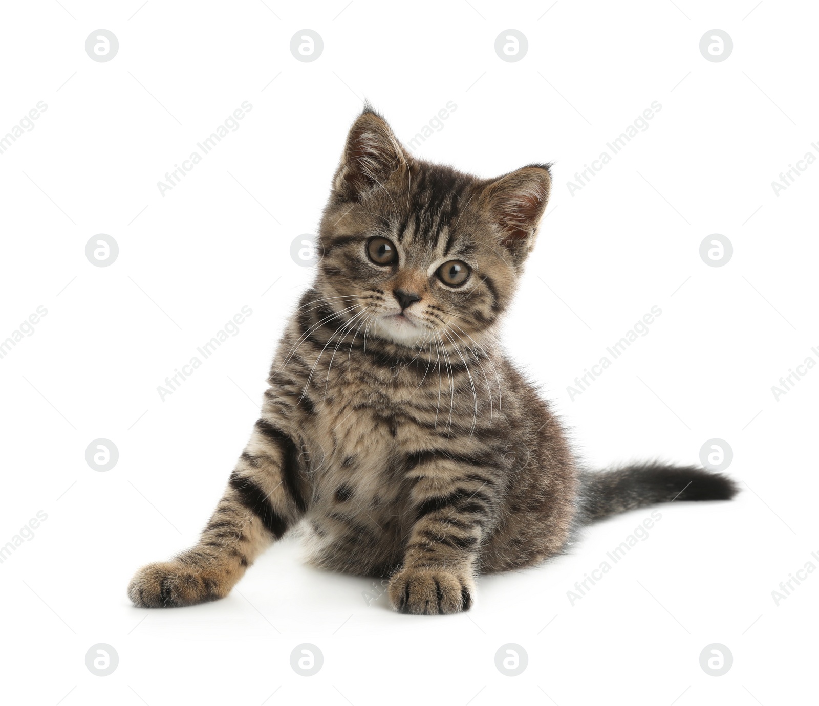 Photo of Cute tabby kitten on white background. Baby animal