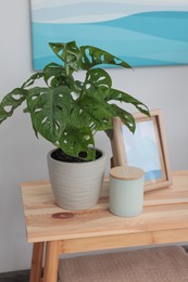 Photo of Beautiful houseplant and home decor on wooden table in room
