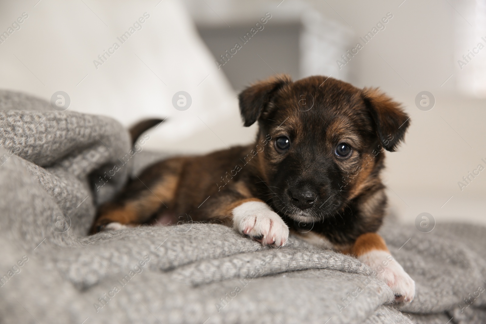 Photo of Cute little puppy lying on grey plaid, closeup