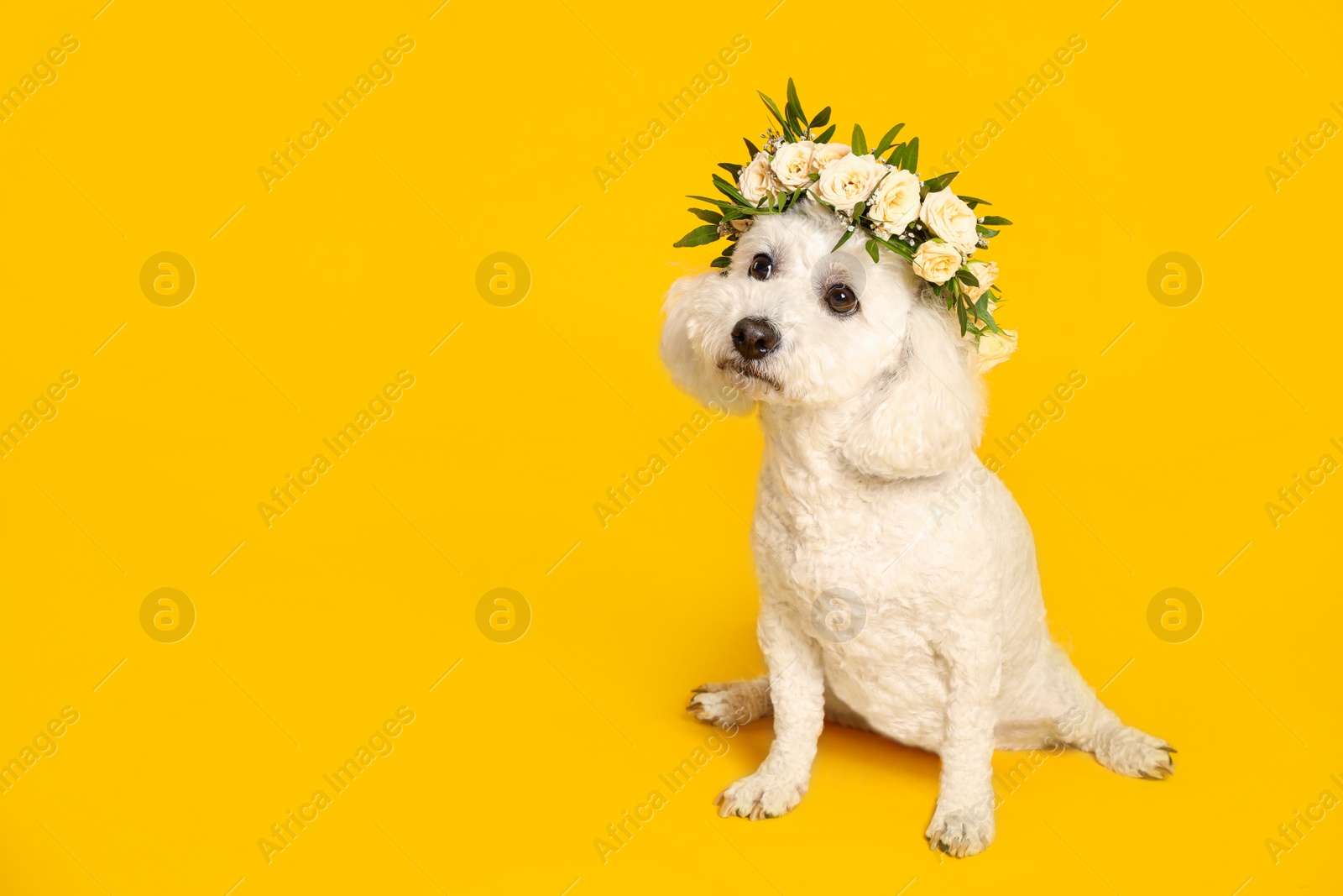 Photo of Adorable Bichon wearing wreath made of beautiful flowers on yellow background, space for text