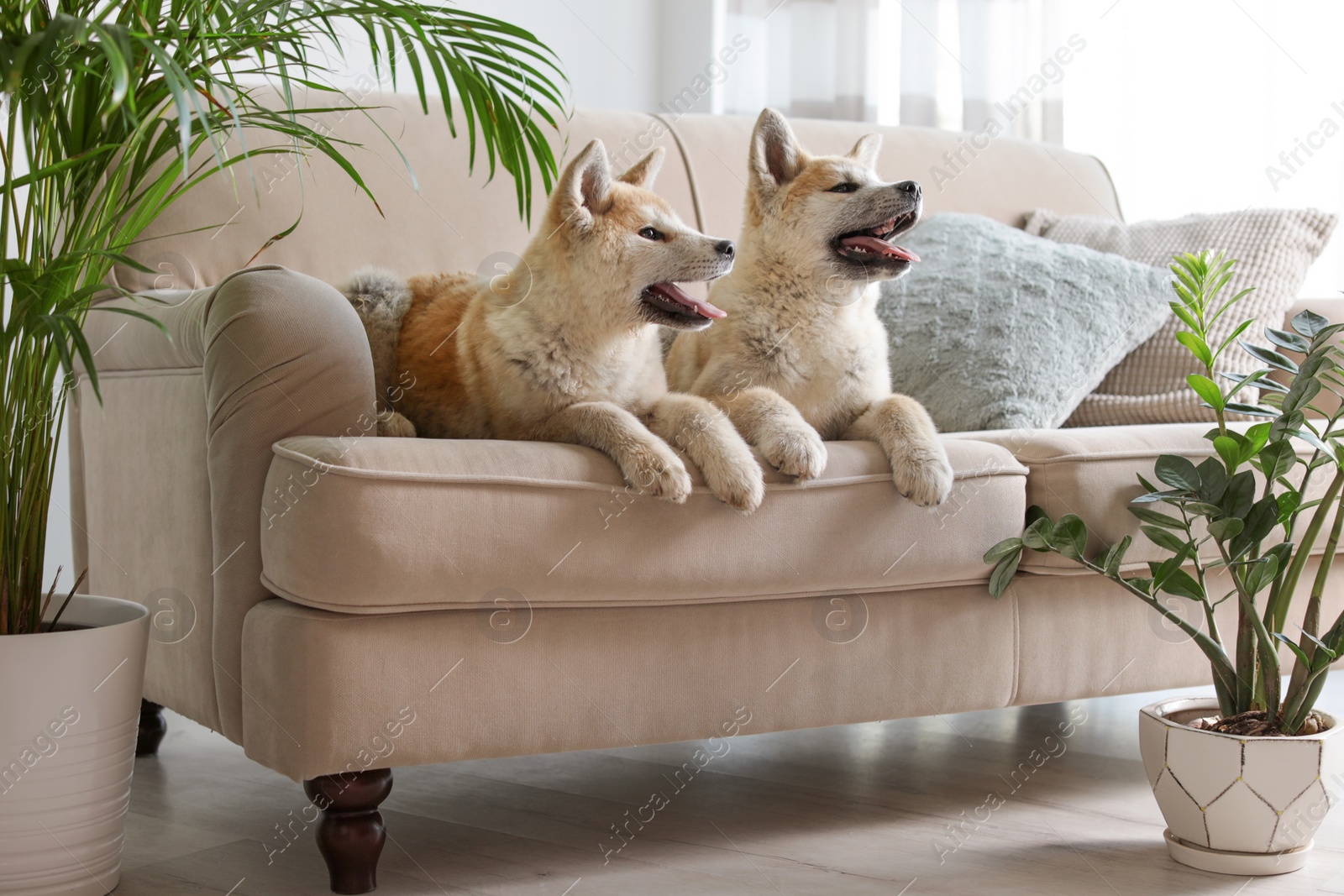 Photo of Cute Akita Inu dogs on sofa in room with houseplants