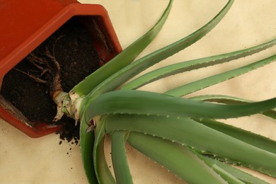 Photo of Flowerpot with aloe vera plant on table, closeup