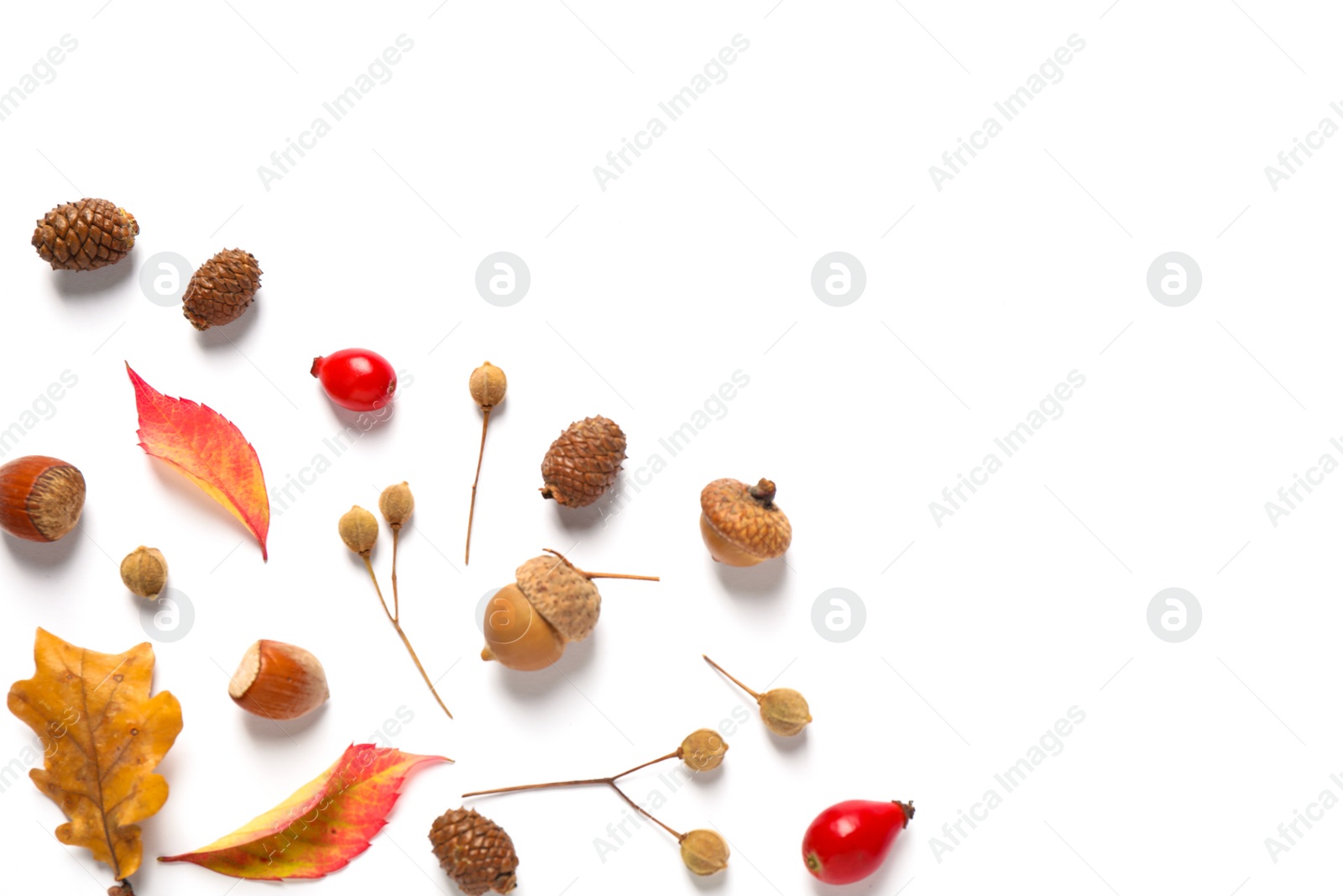 Photo of Beautiful composition with autumn leaves on white background, flat lay. Space for text
