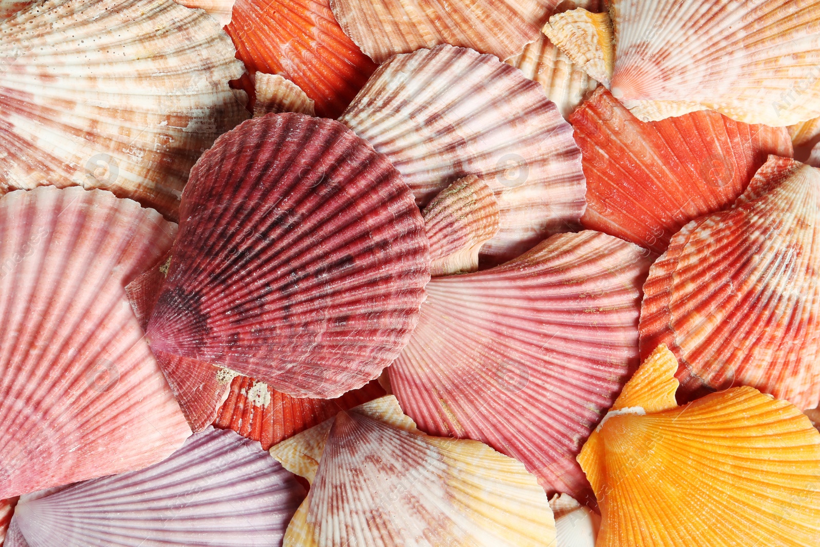 Photo of Top view of beautiful color seashells as background