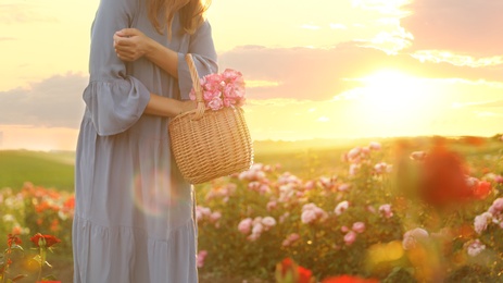 Photo of Woman with basket of roses in beautiful blooming field, closeup