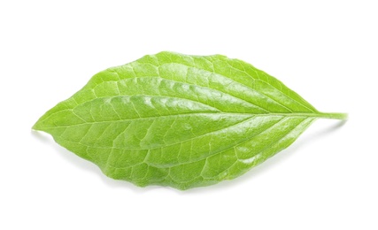 Photo of Beautiful spring green leaf on white background