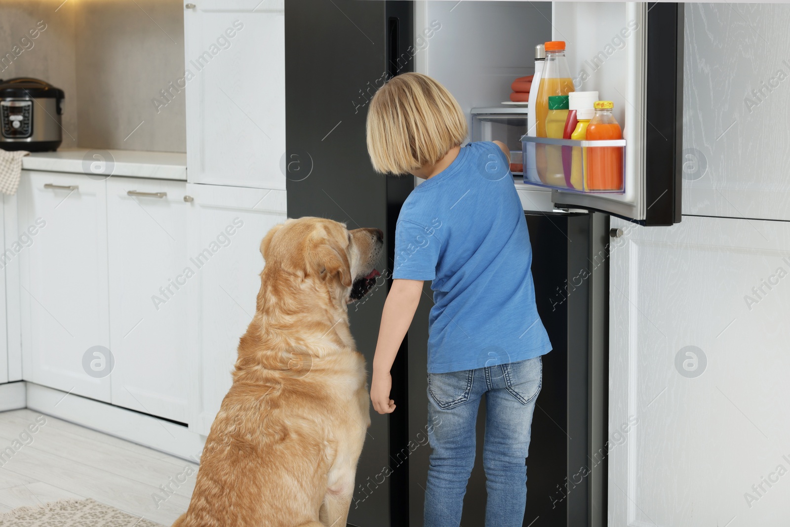 Photo of Little boy and cute Labrador Retriever seeking for food in kitchen refrigerator, back view