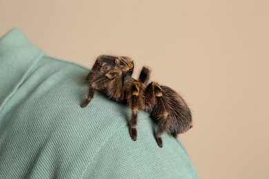 Man with striped knee tarantula on beige background, closeup