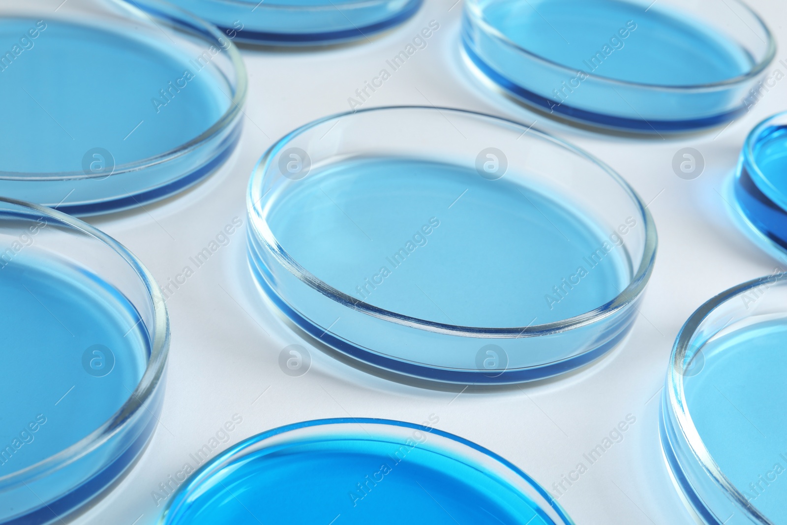 Photo of Many Petri dishes with light blue liquids on white background, closeup