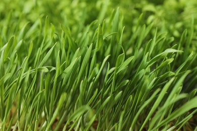 Photo of Growing microgreen. Fresh wheat sprouts as background, closeup