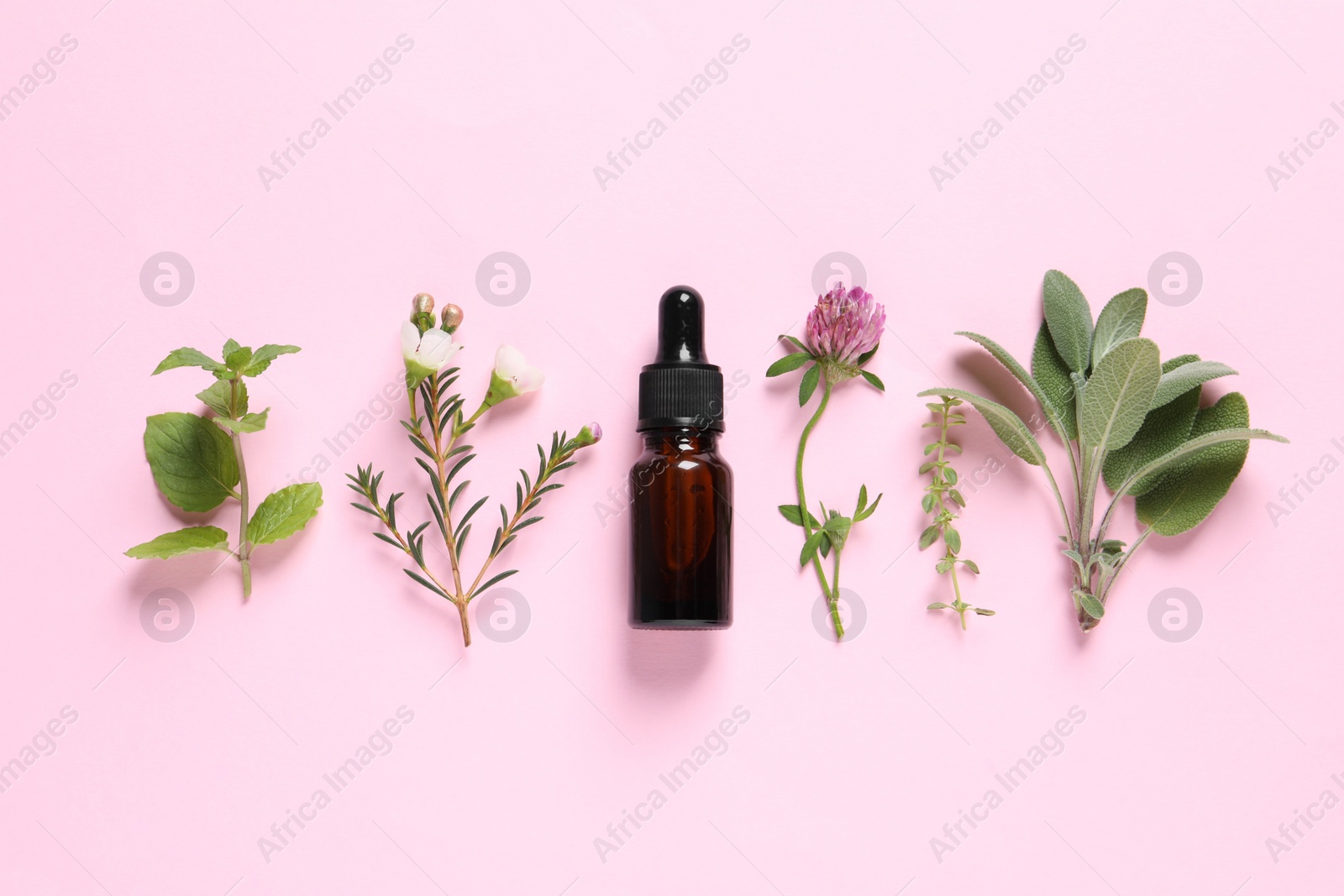 Photo of Bottle of essential oil, different herbs and flowers on pink background, flat lay