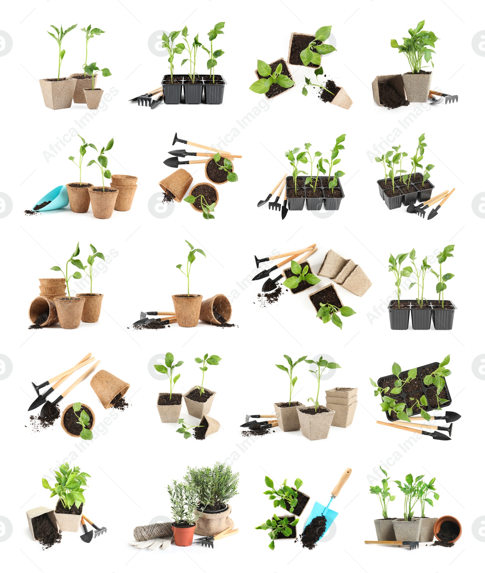 Image of Set of vegetable seedlings and gardening tools on white background