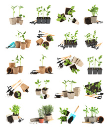 Set of vegetable seedlings and gardening tools on white background
